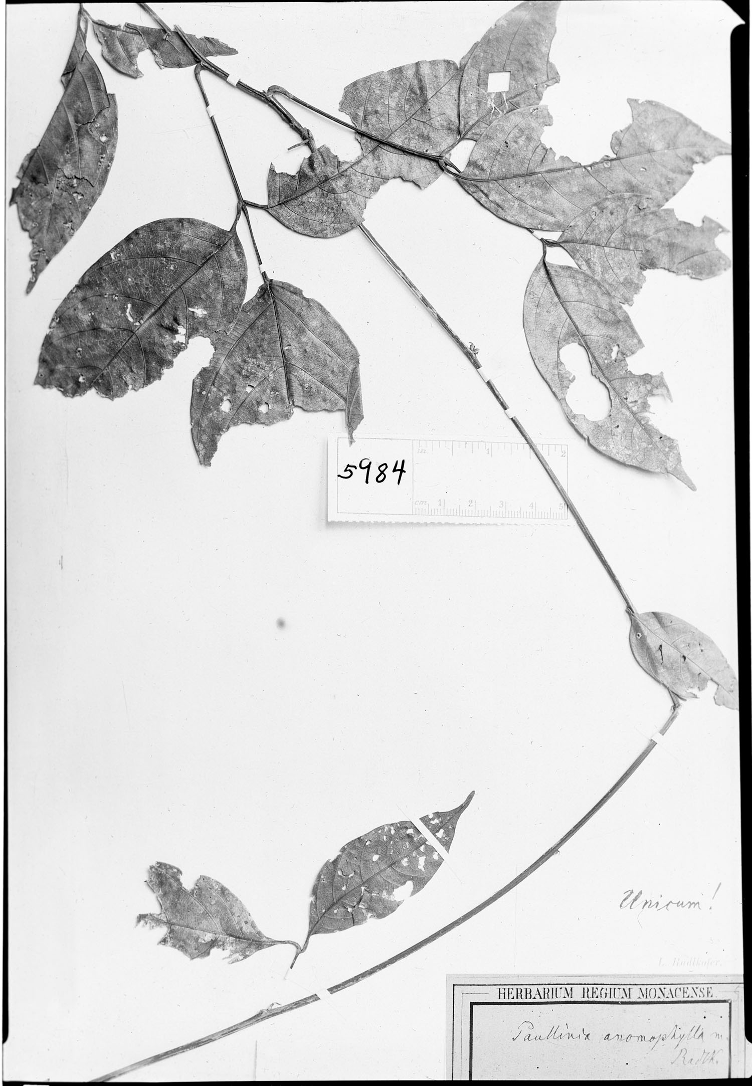 Paullinia anomophylla image