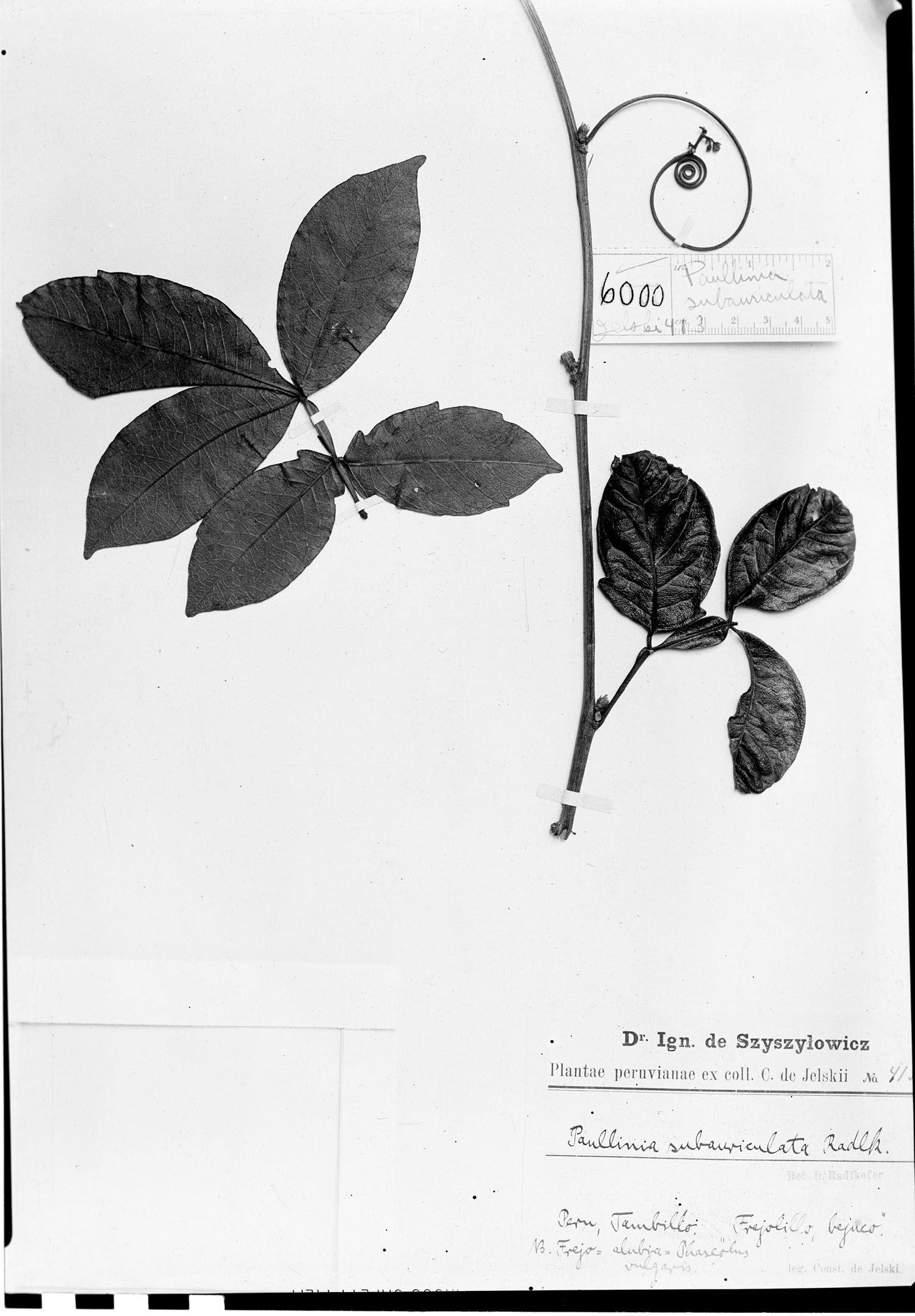Paullinia subauriculata image