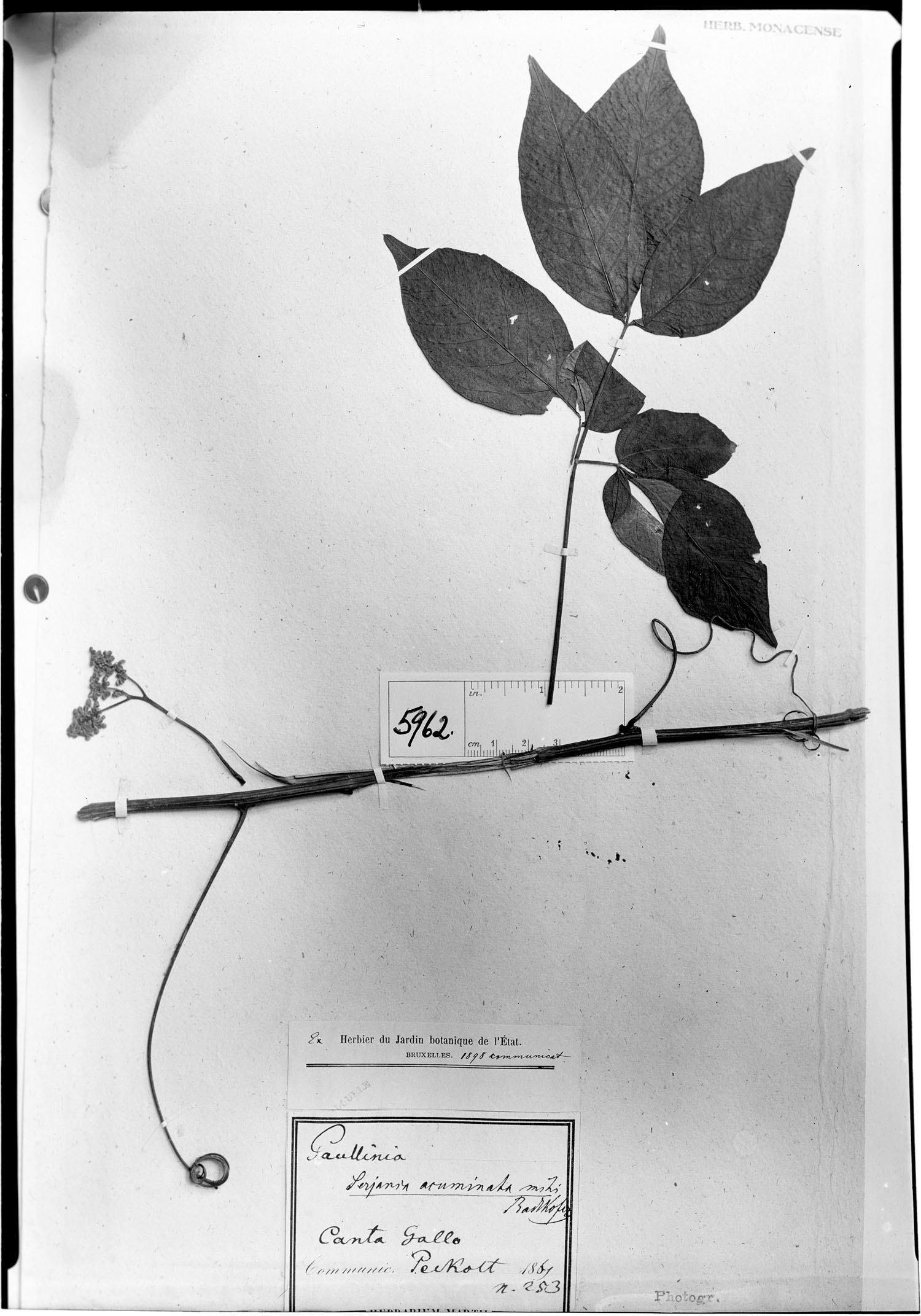 Serjania acuminata image
