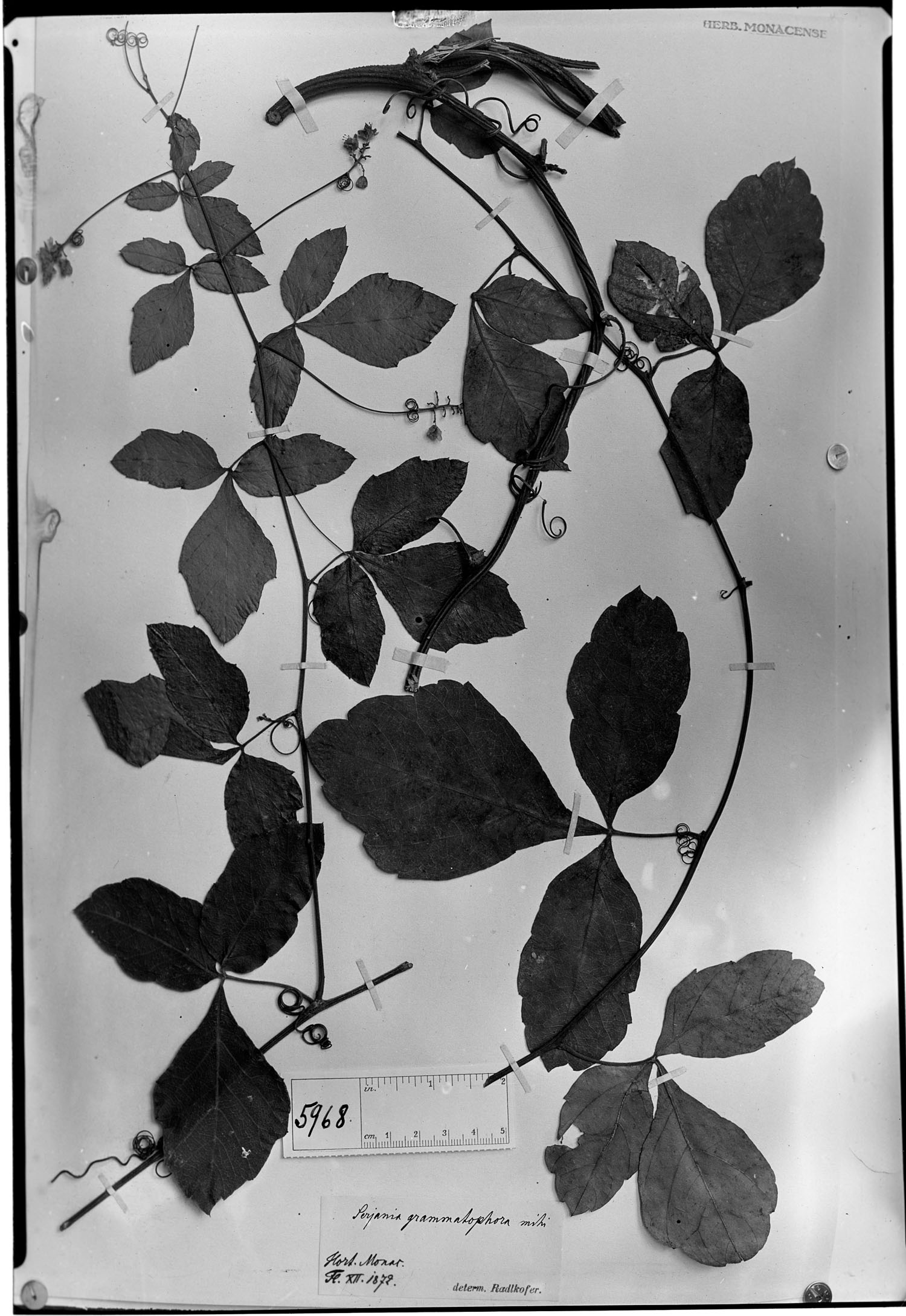 Serjania grammatophora image