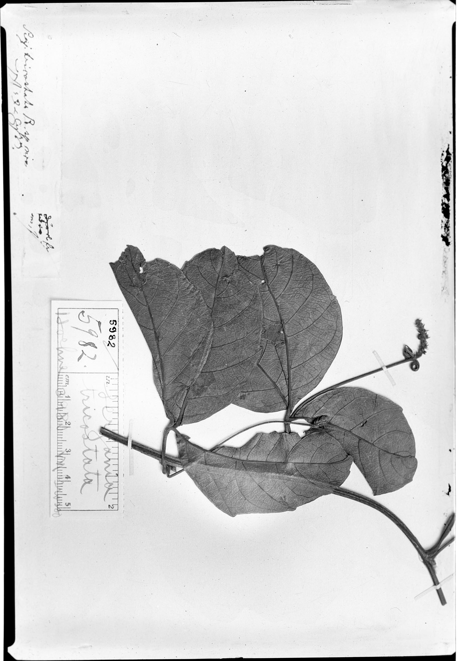 Serjania tricostata image