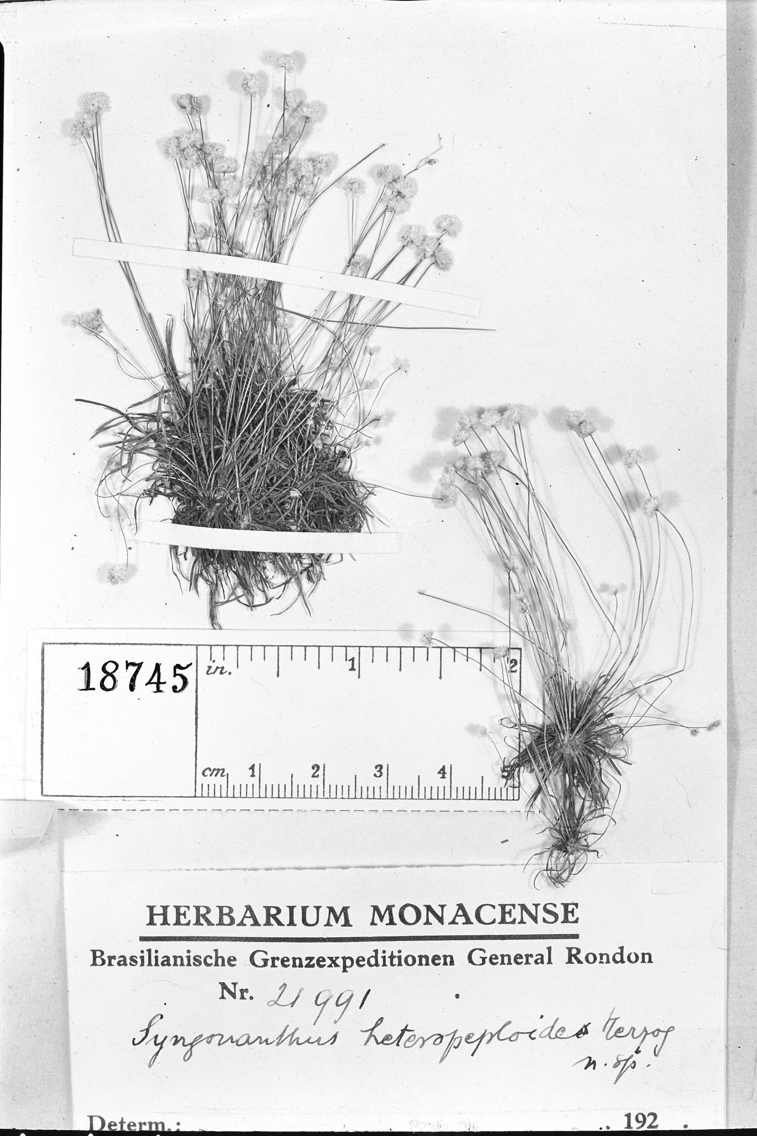 Syngonanthus heteropeploides image