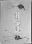 Syngonanthus anomalus image