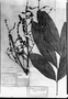 Talisia macrophylla image