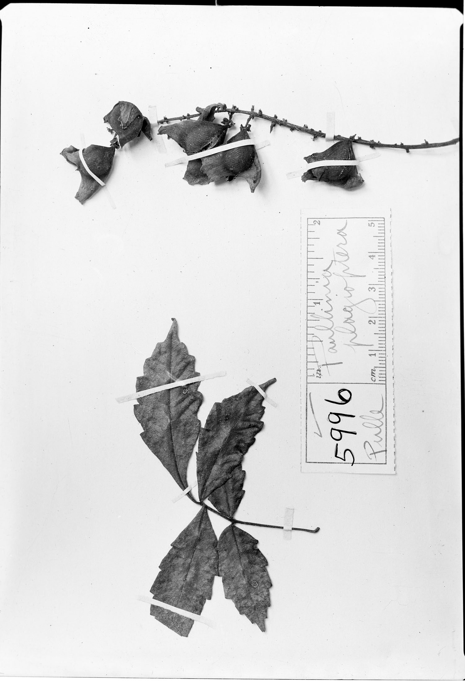 Paullinia plagioptera image