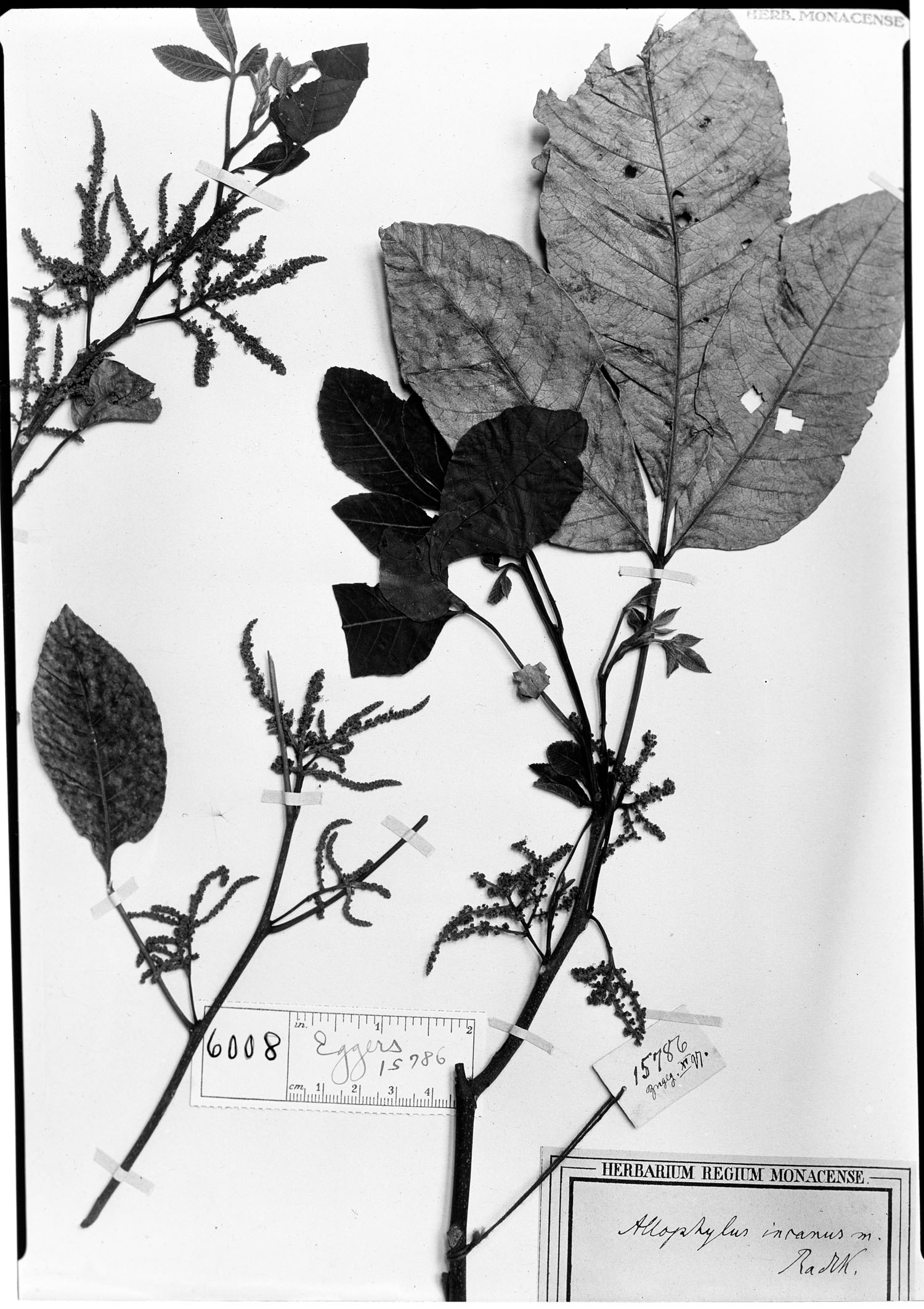 Allophylus incanus image