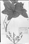 Paullinia grandifolia image
