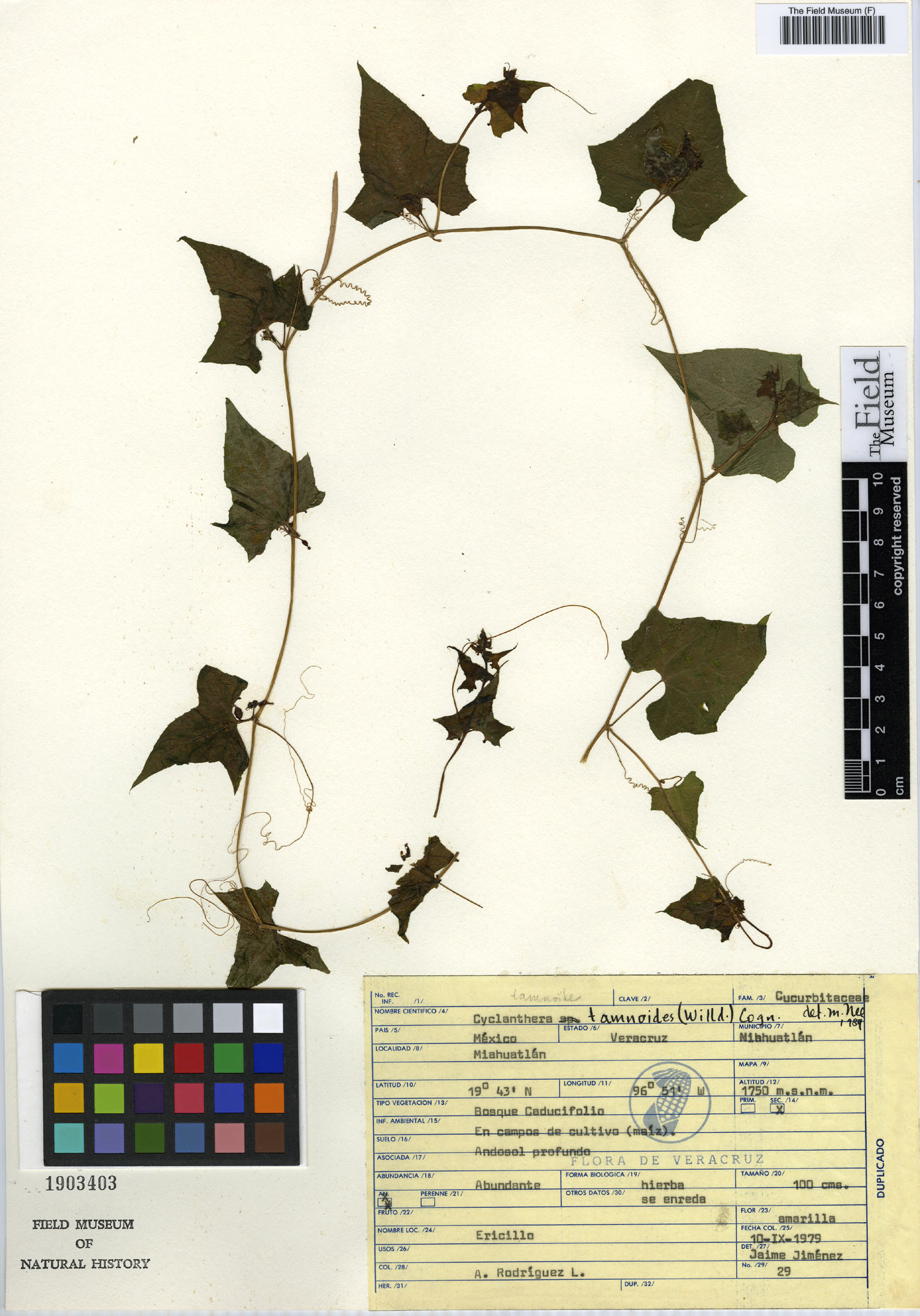 Cyclanthera ribiflora image