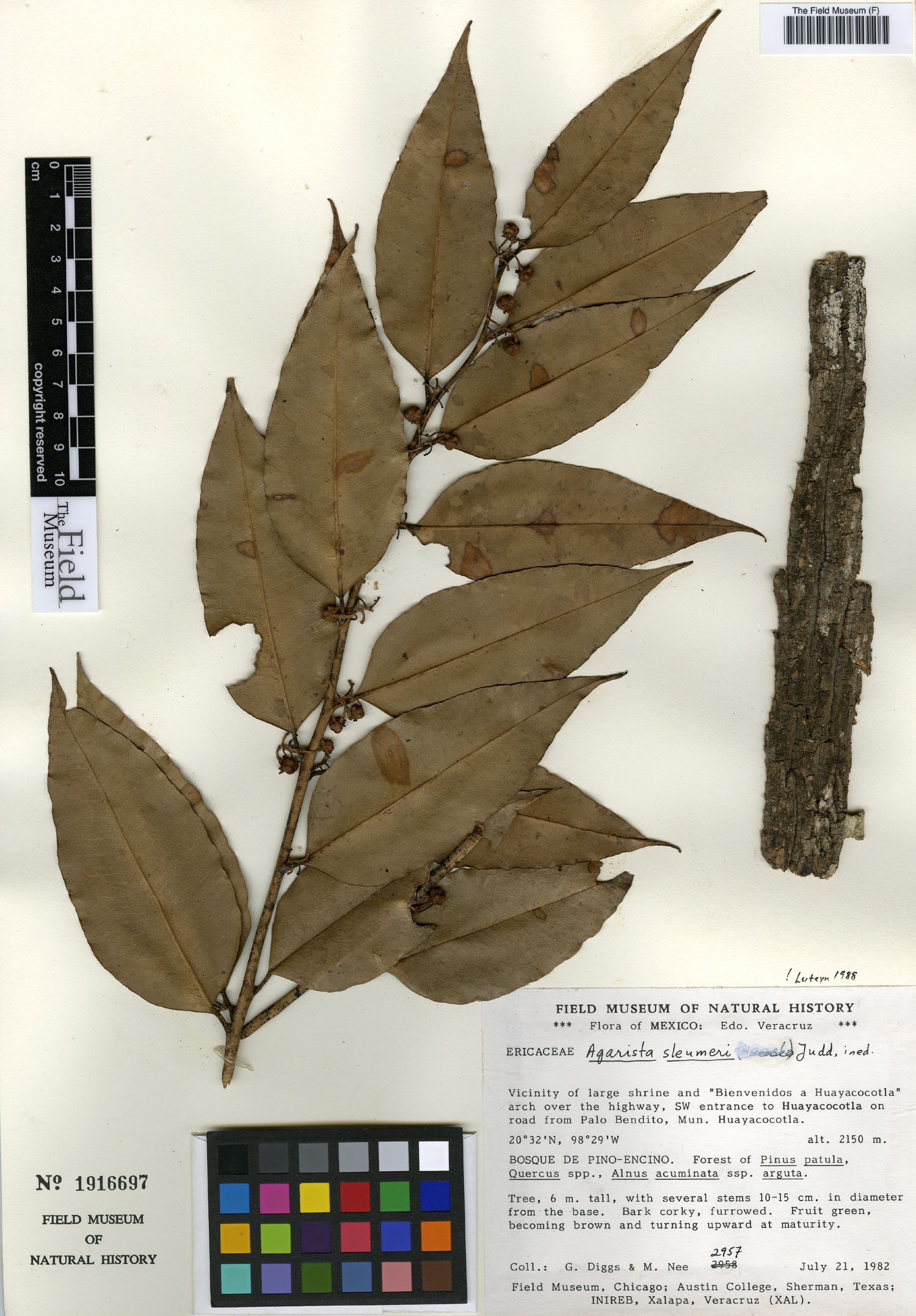 Agarista sleumeri image