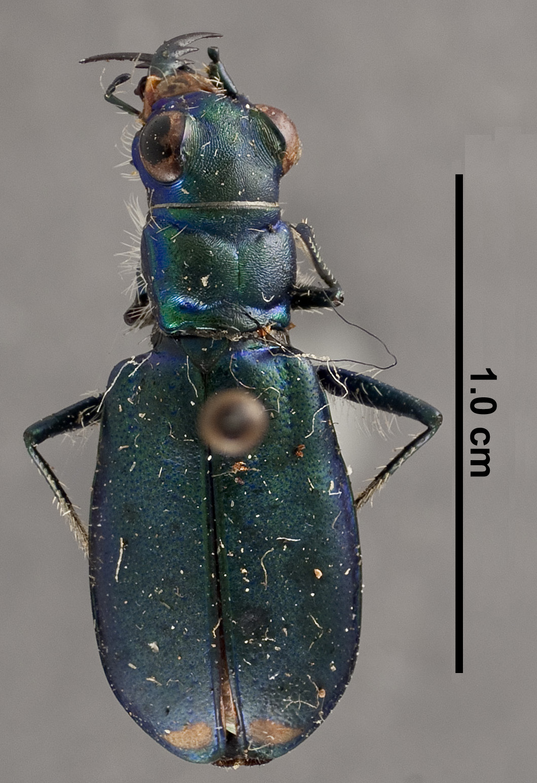 Cicindela willistoni
