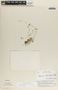 Peperomia emarginella image