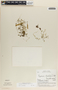 Peperomia emarginella image