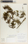 Peperomia emarginella image