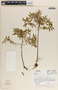 Peperomia galioides image