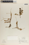 Peperomia galioides image