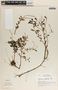 Peperomia galioides image