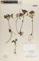 Peperomia galioides image