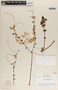 Peperomia galioides image