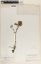 Peperomia galioides image