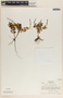 Peperomia galioides image