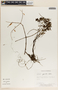 Peperomia galioides image