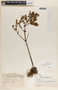 Peperomia galioides image