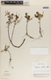 Peperomia galioides image