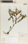 Peperomia galioides image