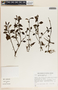 Peperomia glabella image