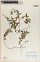 Peperomia glabella image