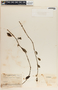 Peperomia glabella image
