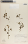 Peperomia glabella image