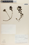 Peperomia glabella image