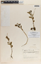 Peperomia glabella image