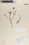 Peperomia glabella image