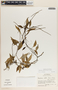 Peperomia glabella image