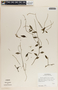 Peperomia glabella image