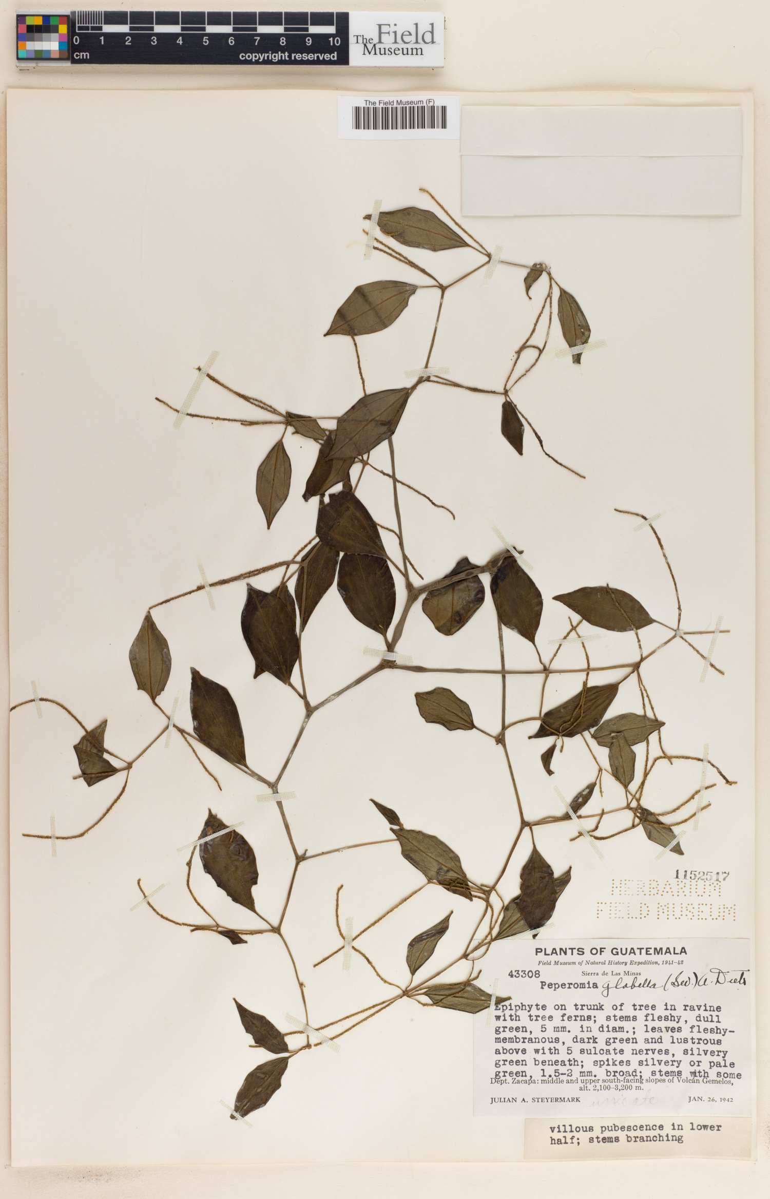 Peperomia glabella image