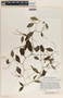 Peperomia glabella image