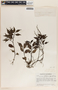 Peperomia glabella image