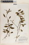 Peperomia glabella image