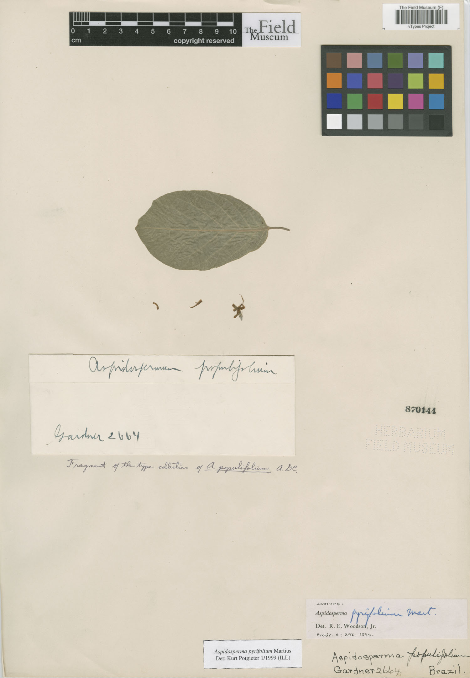 Aspidosperma populifolium image