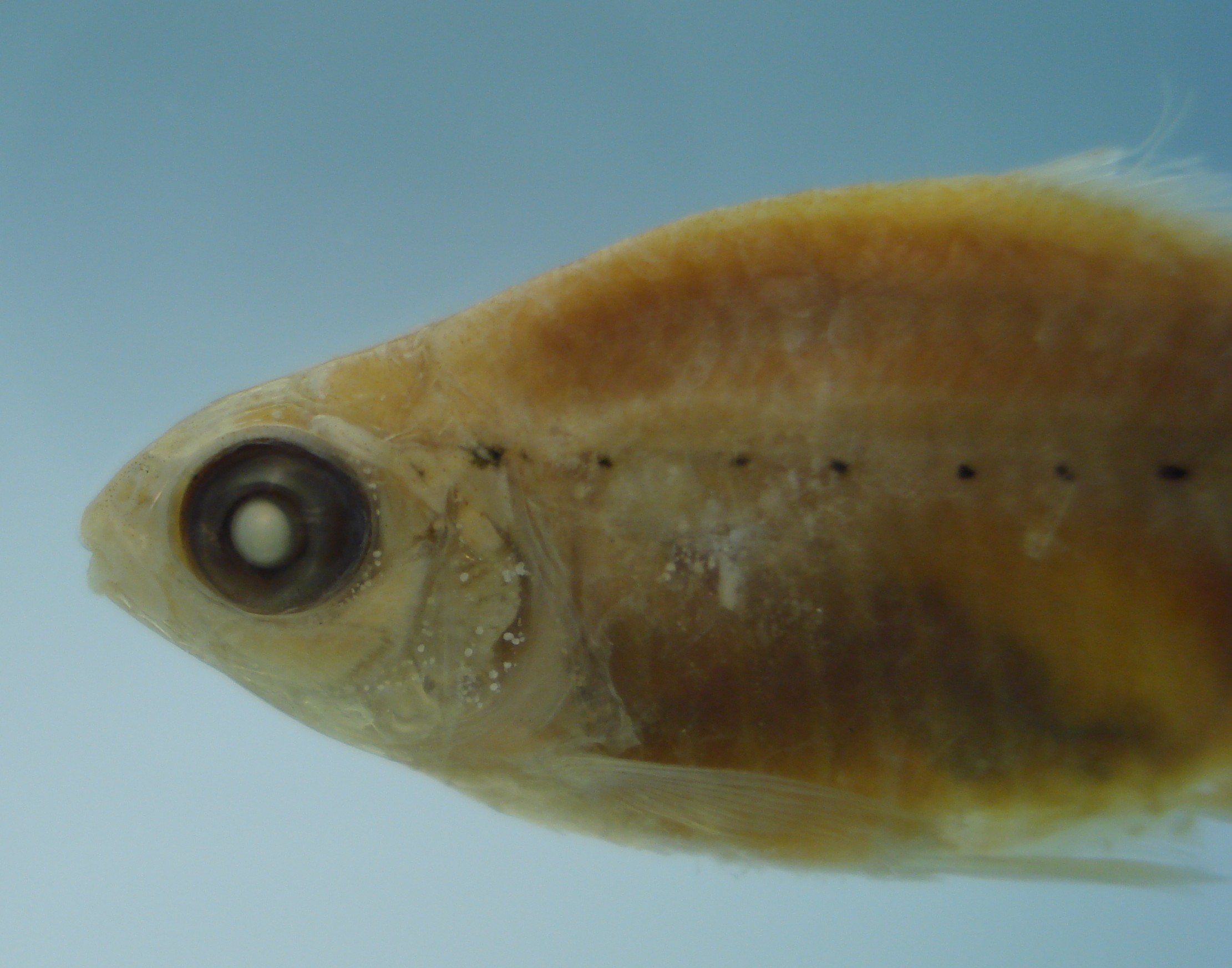 Checkered tetra (Compsura heterura) — Characidae