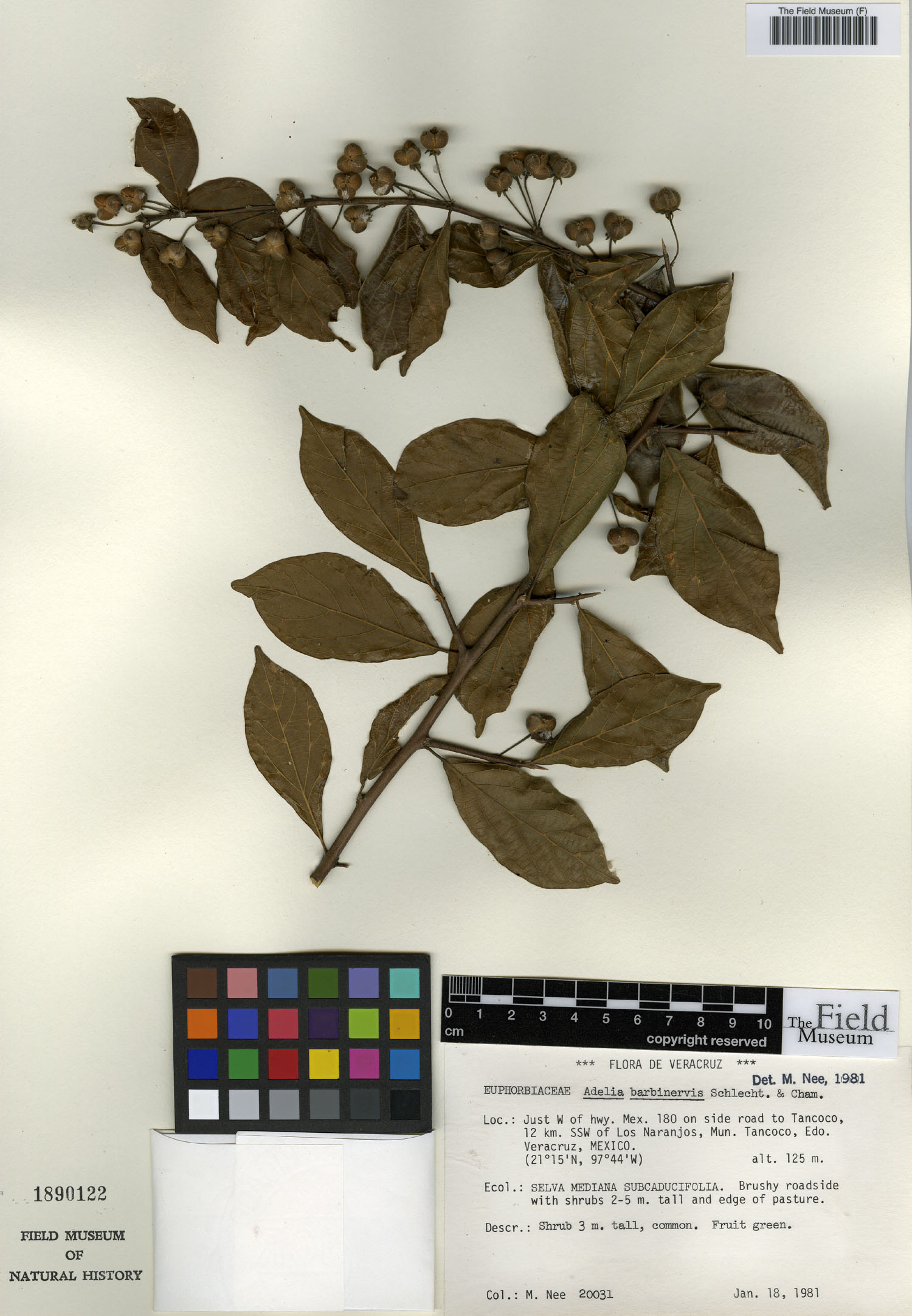 Adelia barbinervis image