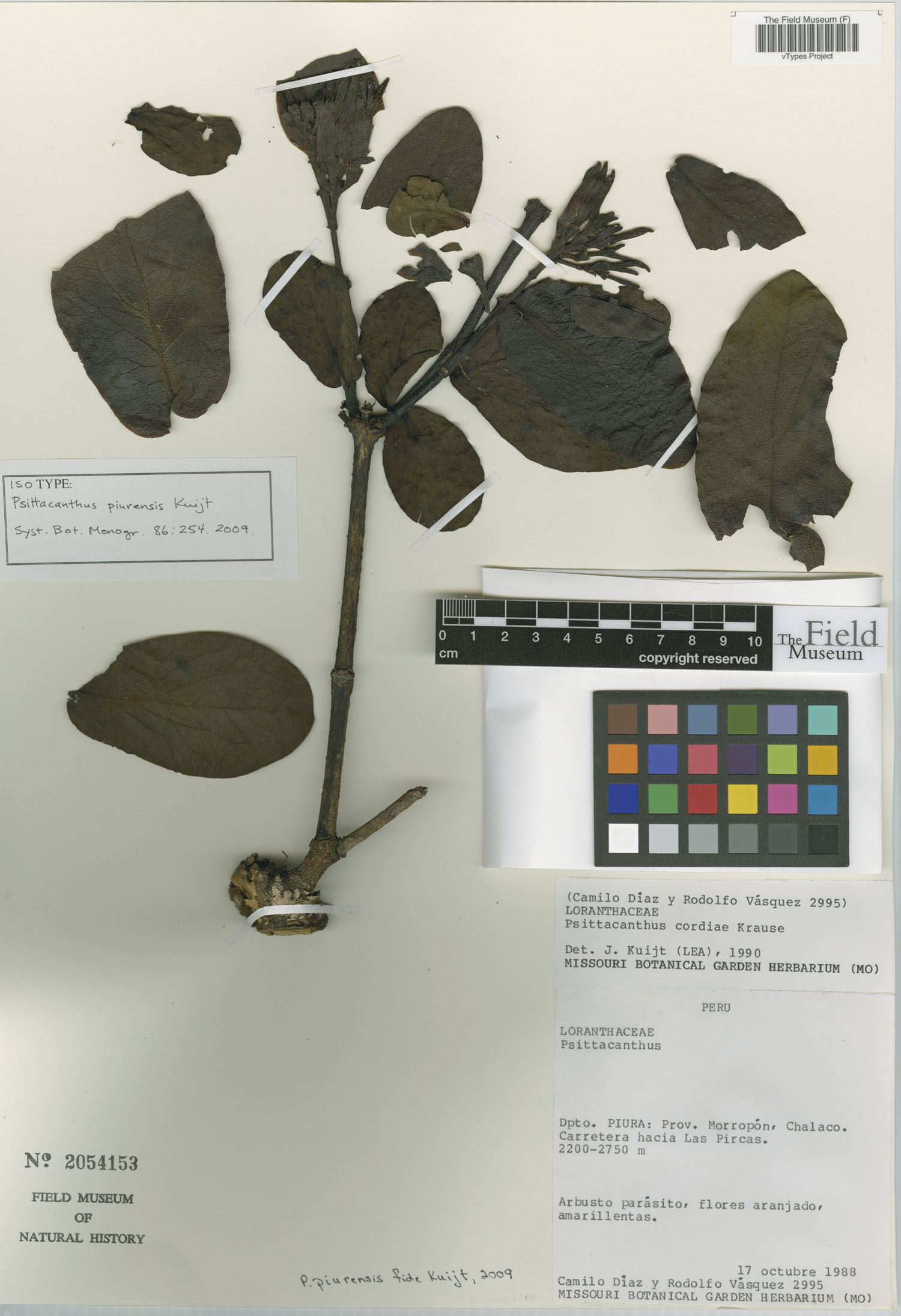 Psittacanthus piurensis image