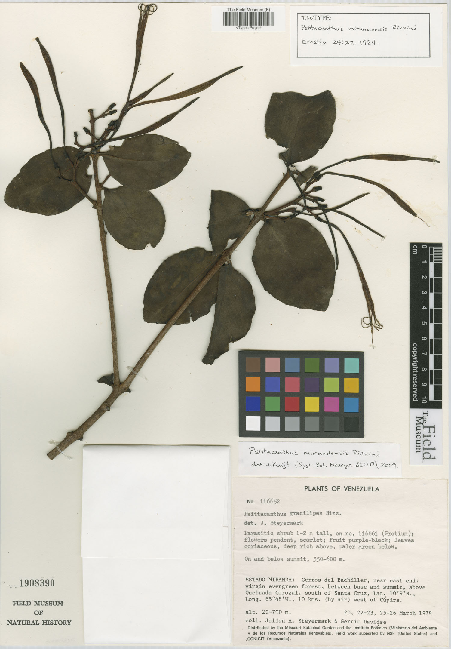 Psittacanthus mirandensis image