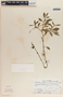 Peperomia glabella image
