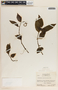 Peperomia glabella image