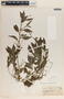 Peperomia glabella image