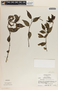 Peperomia glabella image